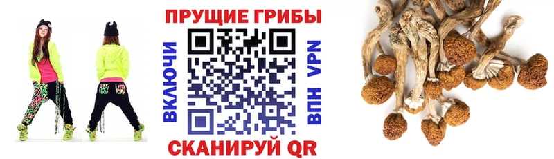 Галлюциногенные грибы Psilocybine cubensis  Харабали 